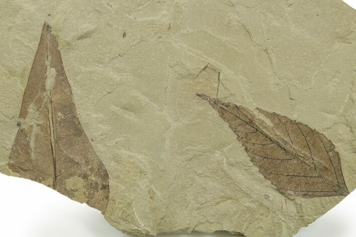 Multiple Fossil Leaf Plate - Green River Formation, Utah #368740